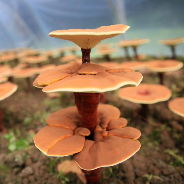 Top Five Rare Fungus Rankings