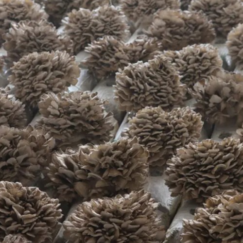 What Is The Requirement Of The Growth Environment Of Maitake