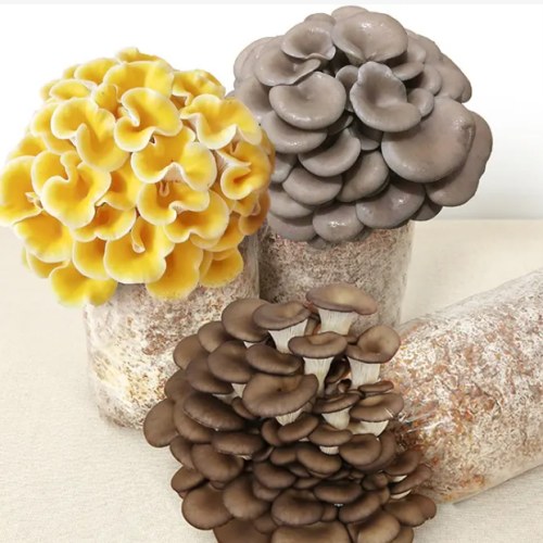 How To Grow Your Own Shiitake Mushrooms On Logs