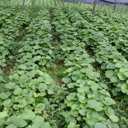 Wasabi Planting——Fertilization Management