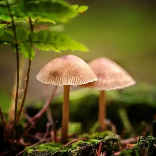 Four Unknown Functions Of Mushrooms