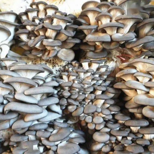 Extensive Artificial Cultivation Of Mushrooms