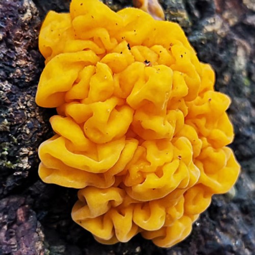 Bird's Nest in Mushrooms----Golden Ear