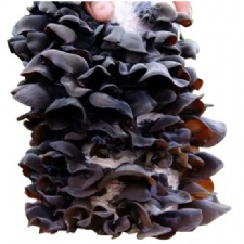 Organic black fungus log